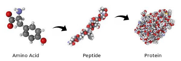 peptide và protein