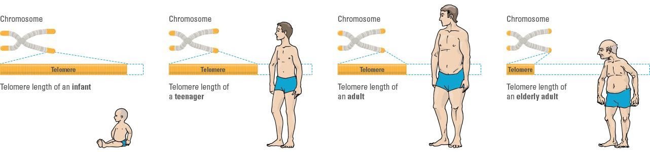 sự ngắn dần cấu trúc telomere liên quan đến sự lão hoá của cơ thể