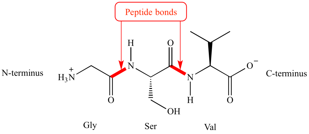 sự phân cực của liên kết peptides