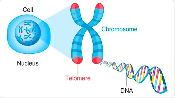 Hạn chế tiêu hao Telomere: Chìa khoá để sống khoẻ và không bệnh tật