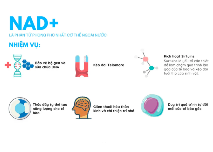 NAD+ đóng vai trò quan trọng, ảnh hưởng tới sự hoạt động của tế bào, đặc biệt là hệ thần kinh